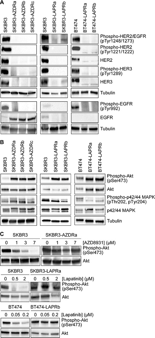 Loss of HER family signaling in AZD8931- and lapatinib-resistant cell lines.