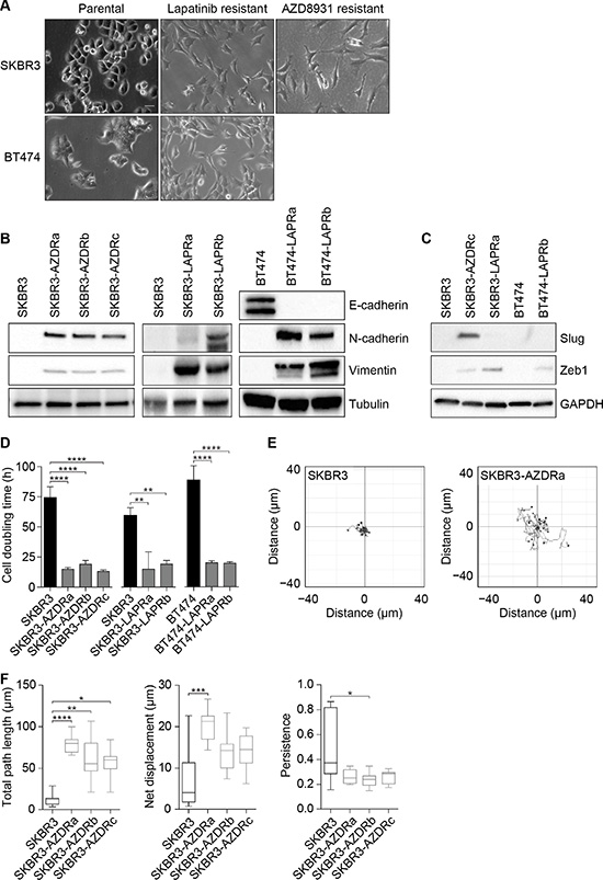 Resistance to AZD8931 is associated with an epithelial-to-mesenchymal transition.