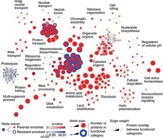 Proteomic analysis of parental and AZD8931-resistant SKBR3 cells.