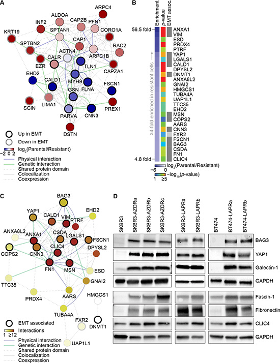 Changes in expression of EMT-associated proteins in AZD8931- and lapatinib-resistant cells.