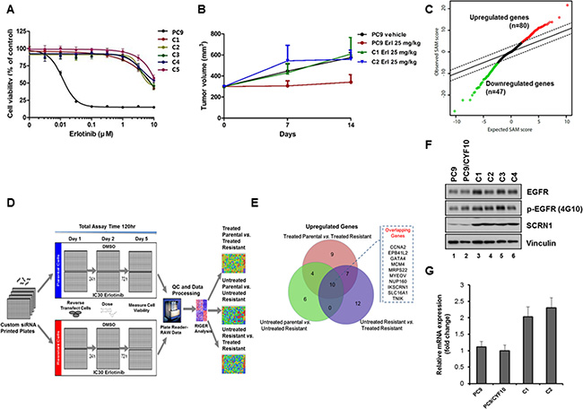 Identification of SCRN1 upregulation as a potential erlotinib resistant gene by RNAseq analysis followed by siRNA synthetic lethality screening.