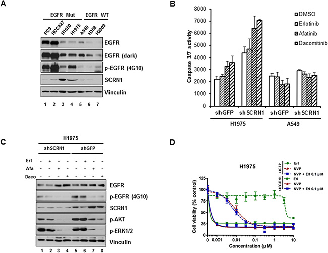 Silencing of SCRN1 by shRNA significantly increased apoptosis induced by EGFR TKIs in T790M-bearing NCI-H1975 cells.