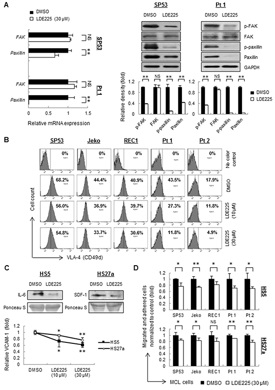 LDE225 inhibits the VLA4-mediated FAK signaling pathway in MCL cells and the production of IL-6, SDF-1 and VCAM-1 in stromal cells.
