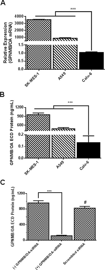 Characterization of GPNMB/OA expression in lung cancer cell lines.