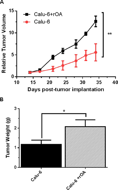 GPNMB/OA protein promoted in-vivo lung cancer growth.