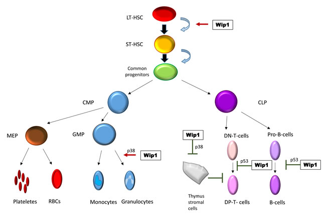 Wip1 in regulation of hematopoiesis.