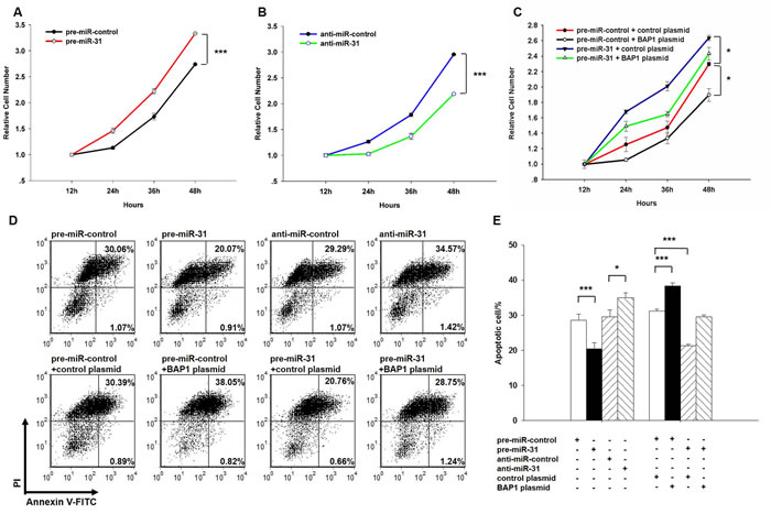 Effect of miR-31 and BAP1 on the proliferation and apoptosis of lung cancer cells.