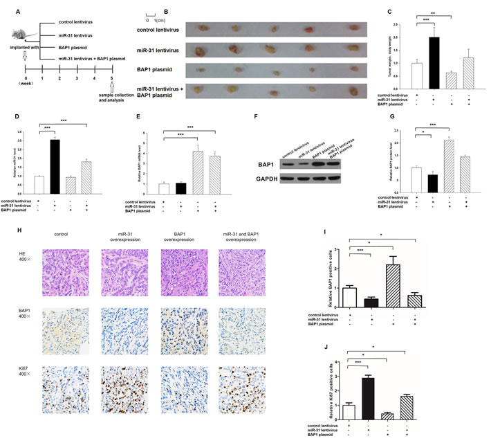 Effects of miR-31 and BAP1 on the growth of lung cancer cell xenografts in mice.