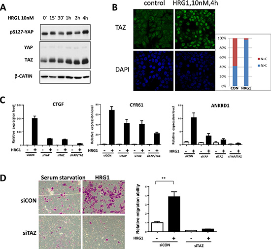 TAZ is activated by HRG1 in breast cancer cells.