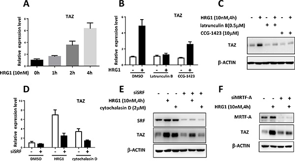 Transcriptional regulation of TAZ by MRTF/SRF in breast cancer cells.