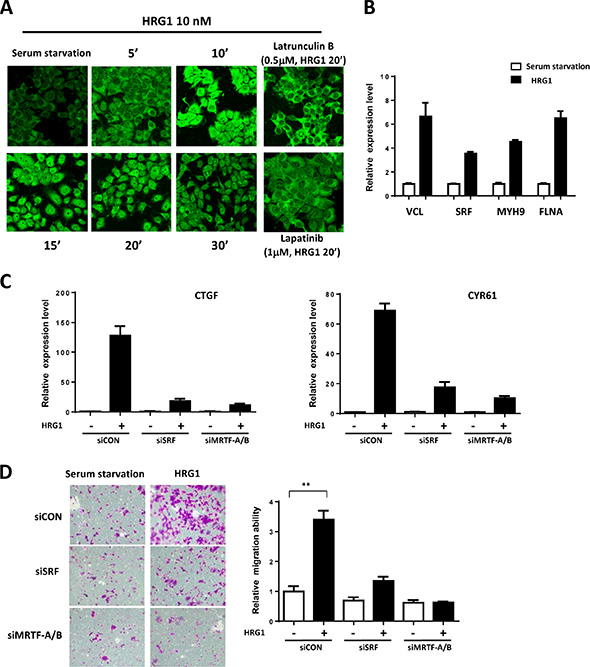 MRTF/SRF are activated by HRG1 in breast cancer cells.