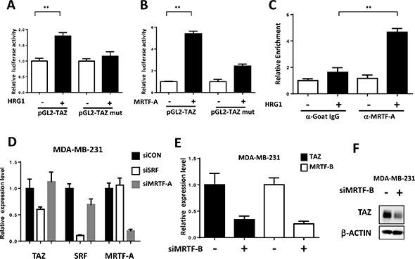 TAZ is a direct target of MRTF/SRF in breast cancer cells.