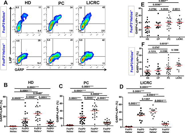 Expression of GARP and LAP on different FoxP3+/&#x2013;Helios+/&#x2013; T-cell subsets in the activated setting.