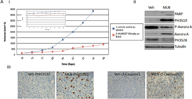 MLN-8237 induces tumor suppression in LS141 tumor in vivo.