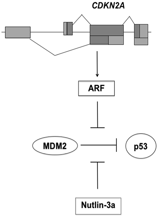 Schematic model for p53 activation by Nutlin-3a.