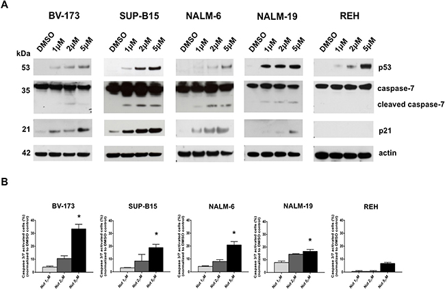 Activation of p53-downstream pathway by MDM2 inhibition in ALL cells with wild-type p53.