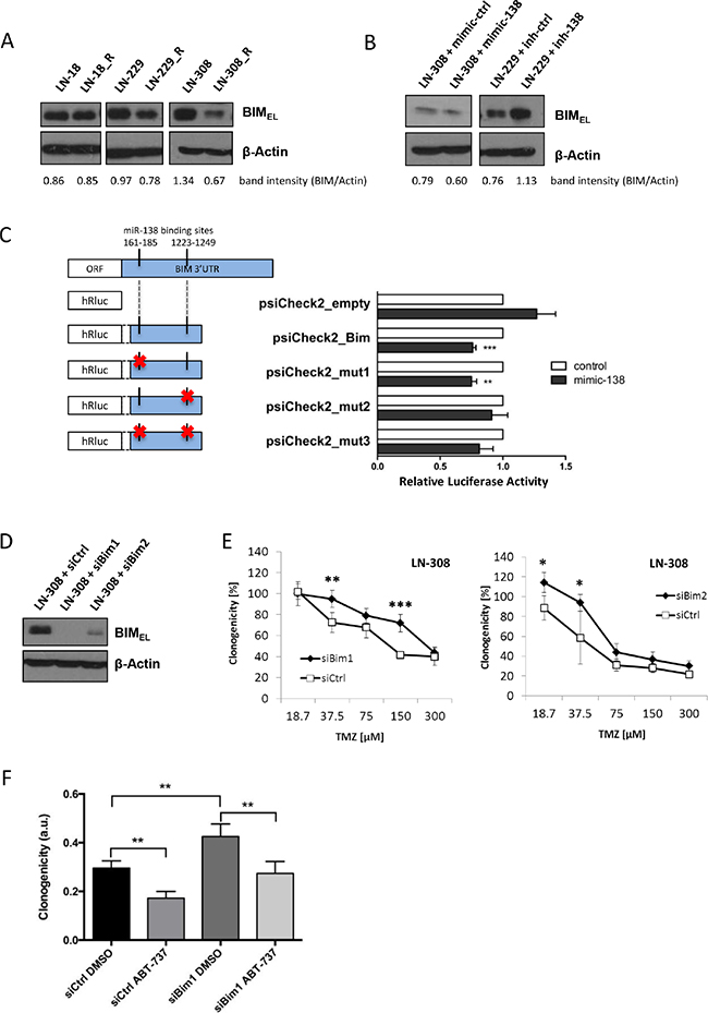 BIM downregulation via miR-138 confers TMZ resistance to glioma cells.