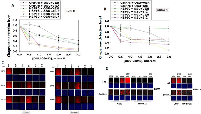 Assessing chaperone expression by immuno-fluorescence and SDS PAGE / western blotting generates divergent data after OSU-03012 or sorafenib treatment, Part 1.
