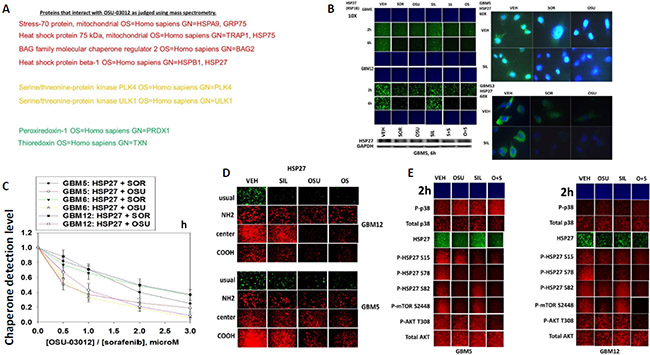 Proteomic and cell biology analyses of AR-12 interacting proteins.