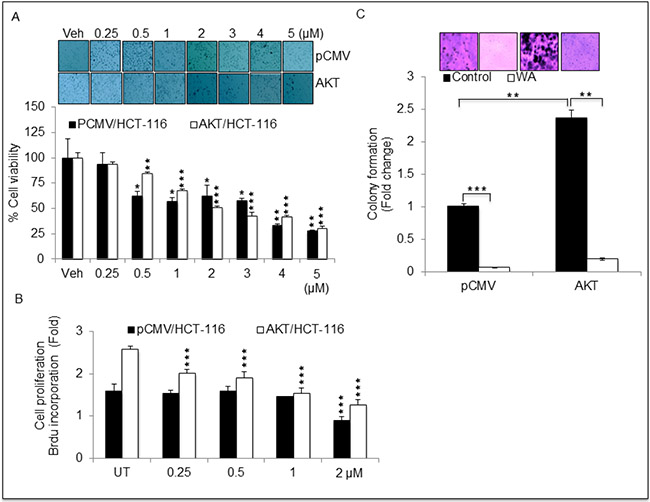 Withaferin A (WA) inhibits cell growth in HCT-116 cells stably expressing pCMV and AKT.