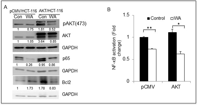 WA inhibits AKT cell signaling in colon cancer cells.