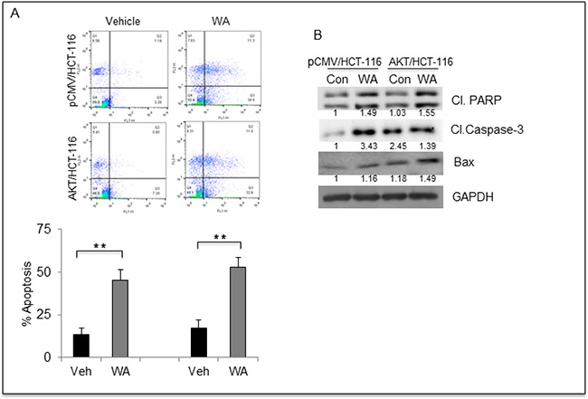 WA induces apoptosis in HCT-116 transfectants.