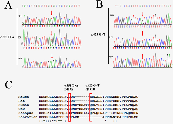 Genomic DNA sequence electropherograms of the two exonic SNPs of NFE2L2 gene are shown.