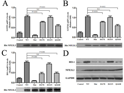 Reduced expression of the downstream genes of NFE2L2 with Parkinson&#x2019;s disease associated polymorphism.