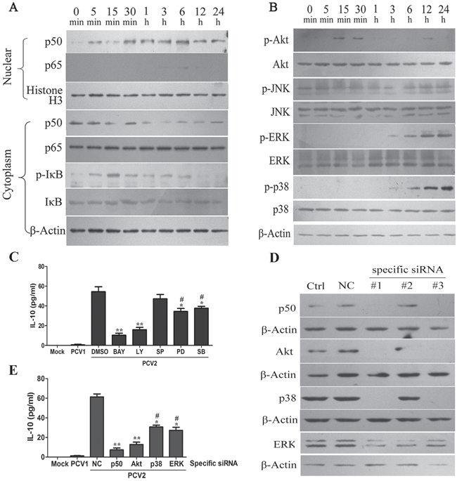 PCV2 inoculation induces IL-10 expression via activating NF-&#x03BA;B, PI3K/Akt, ERK and p38 MAPK signaling pathways in PAMs.