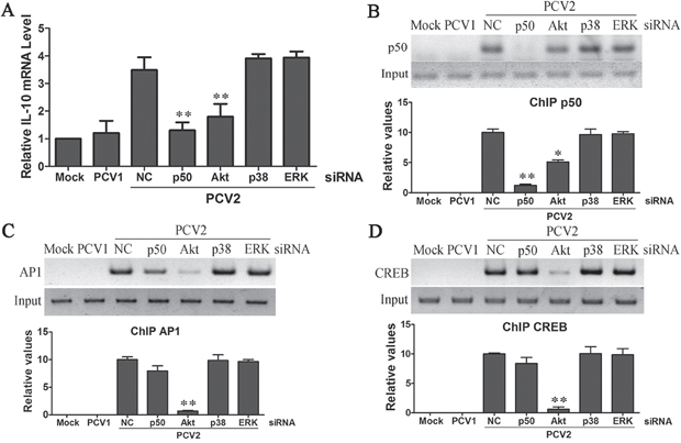 PCV2 inoculation employed PI3K/Akt cooperating with NF-&#x03BA;B pathways to promote IL-10 transcription via p50, CREB and Ap1 transcription factors in the earlier phase.
