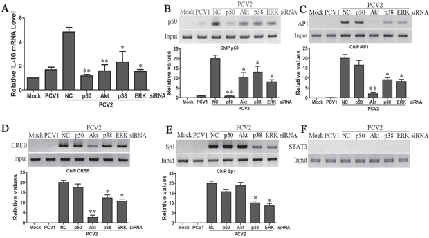 PCV2 activates p38 MAPK and ERK pathways to further enhance IL-10 production in the later phase of infection.