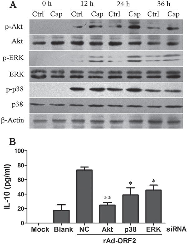 PCV2 Cap protein activates PI3K/Akt, ERK and p38 MAPK signaling pathways.
