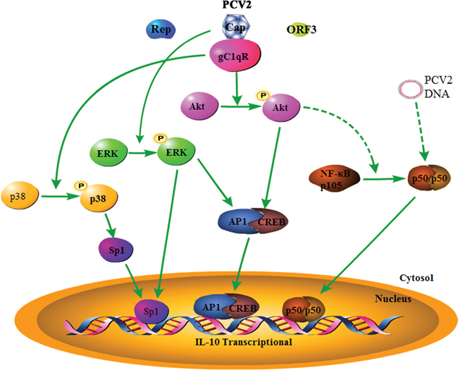 Model of PCV2 inoculation regulates IL-10 production in porcine alveolar macrophages.