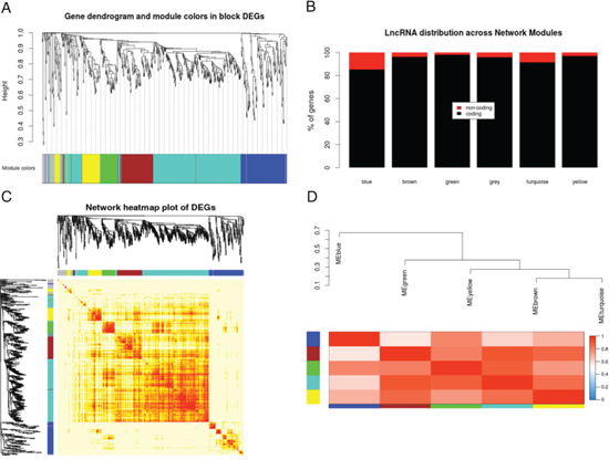 Gene co-expression network analysis of differentially expressed genes.