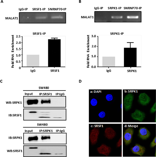 MALAT1 interacts with SRPK1 and SRSF1 protein.
