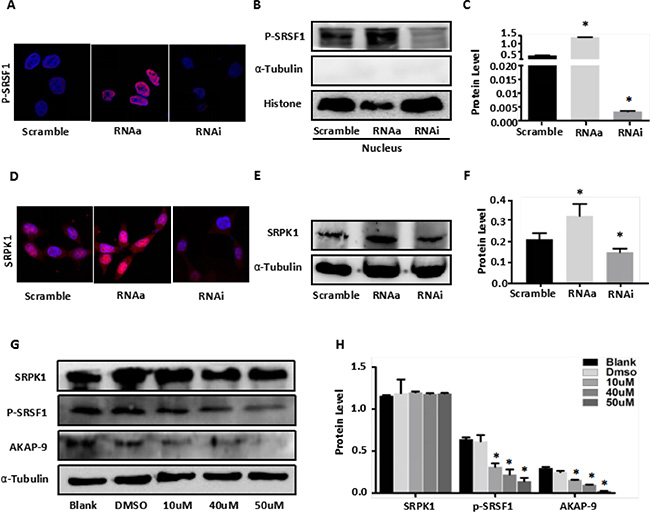 MALAT1 enhances AKAP-9 expression by promoting SRPK1-mediated SRSF1 protein phospholation.