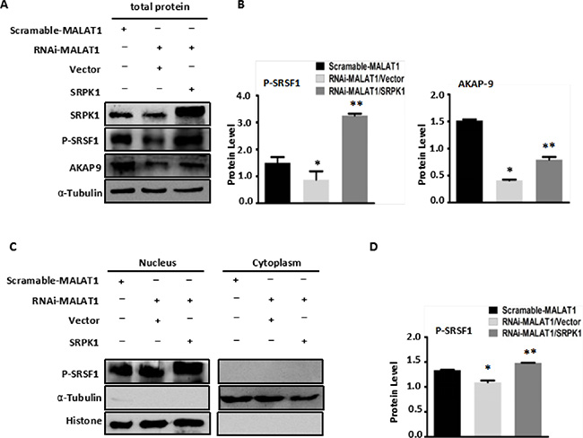 Overexpression of SRPK1 in MALAT1-deficient SW480 cells (RNAi-MALAT1) restored AKAP-9 expression by reversing the level of SRSF1 phosphorylation.