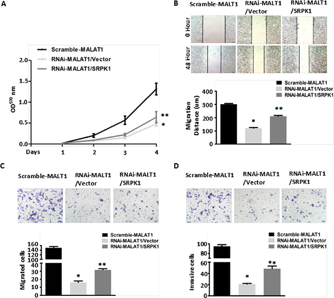 Overexpression of SRPK1 in MALAT1-deficient (RNAi-MALAT1) SW480 cells restored cell proliferation, migration and invasion inhibited by MALAT1 knockdown.