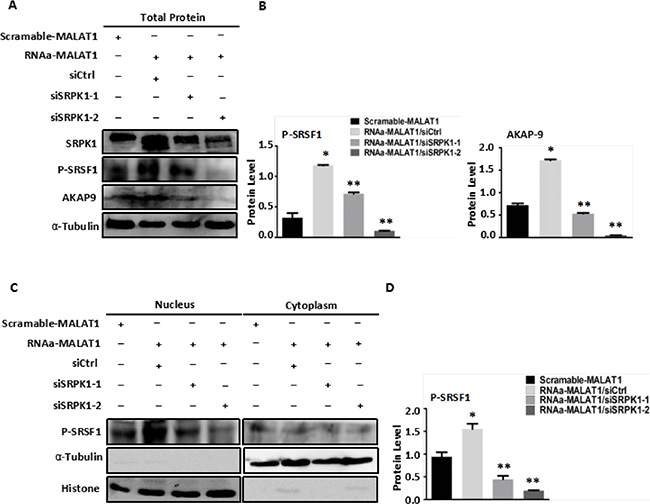 Knockdown of SRPK1 in MALAT1-activated SW480 cells (RNAa-MALAT1) attenuated AKAP-9 expression by attenuating the level of SRSF1 phosphorylation.