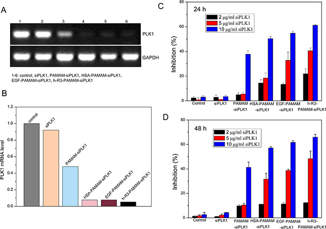 Ligand (h-R3/EGF/HSA)-dendriplexes for siPLK1 delivery.