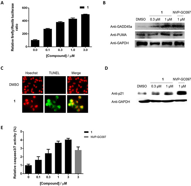 1 reactivates p53 transcriptional transactivation and induced apoptosis in cells. 1
