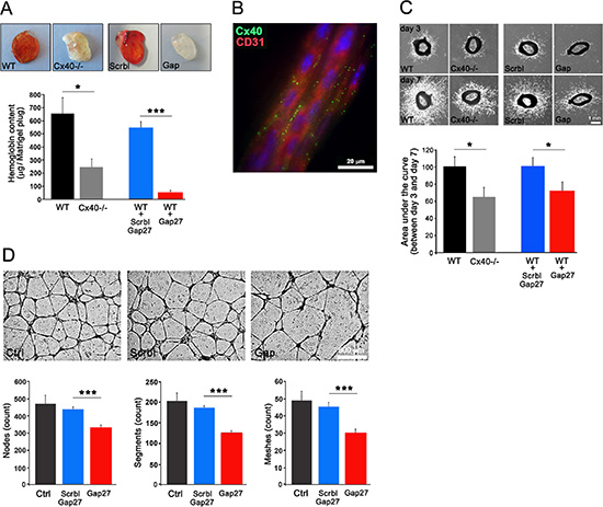 Loss of Cx40 attenuates angiogenic potential of ECs.