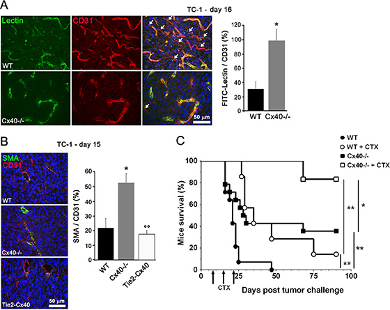 Cx40 deficiency causes enhanced tumor vessel maturation and functionality.