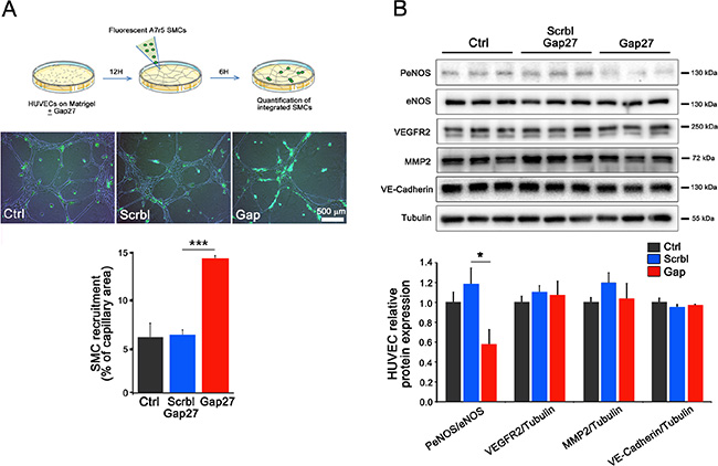 Cx40 inhibition in ECs promotes the recruitment of vascular SMCs.