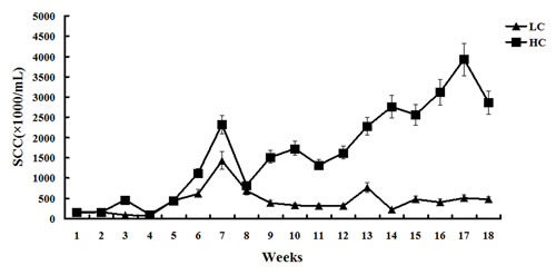 Somatic cell count of milk in dairy cows fed low concentrate (LC) or high concentrate (HC) diets.