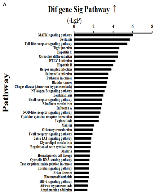 Activated (a) and depressed (b) signaling pathways in mammary glands of dairy cows fed a high concentrate (HC) diet.