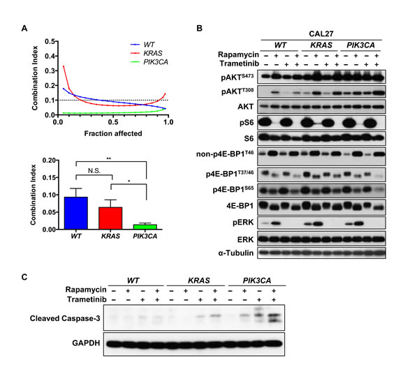 Synergism of rapamycin and trametinib in genetically engineered HNSCC cells to express activating KRAS or PIK3CA mutations.