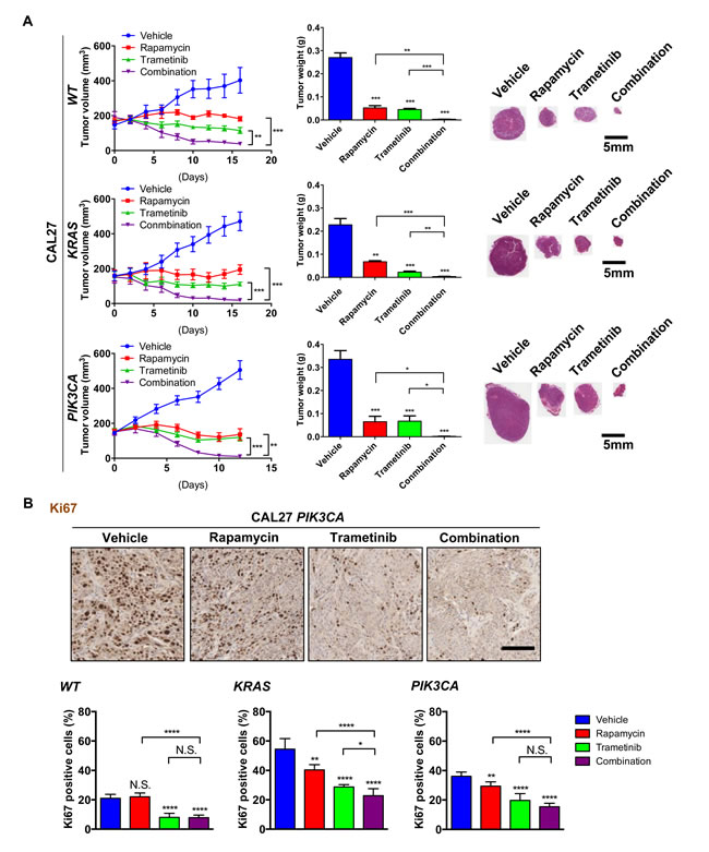 Antitumoral activity of the rapamycin and trametinib combination therapy against genetically engineered HNSCC cells expressing KRAS and PIK3CA oncogenes.