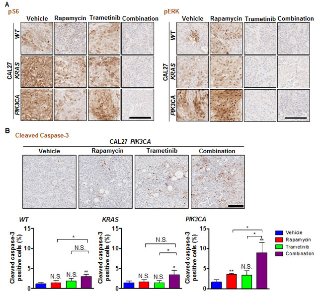 Effects of the combination of rapamycin and trametinib on mTOR/ERK signaling and apoptosis in genetically engineered HNSCC cells KRAS and PIK3CA mutations.