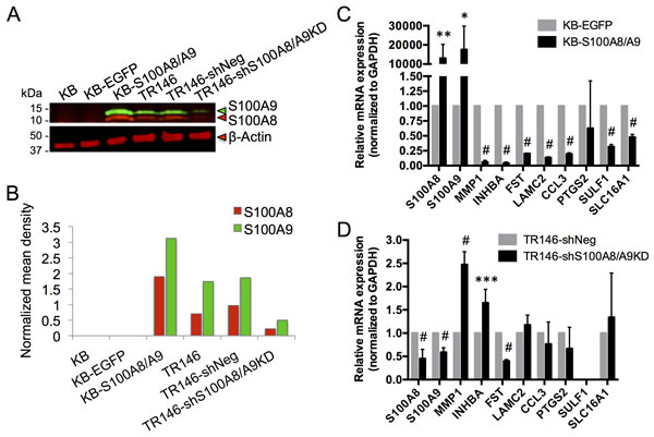 Expression of S100A8, S100A9 and putative marker genes in KB and TR146 cells.